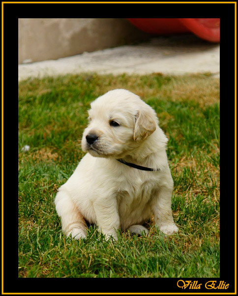 comprar golden retriever villa ellie